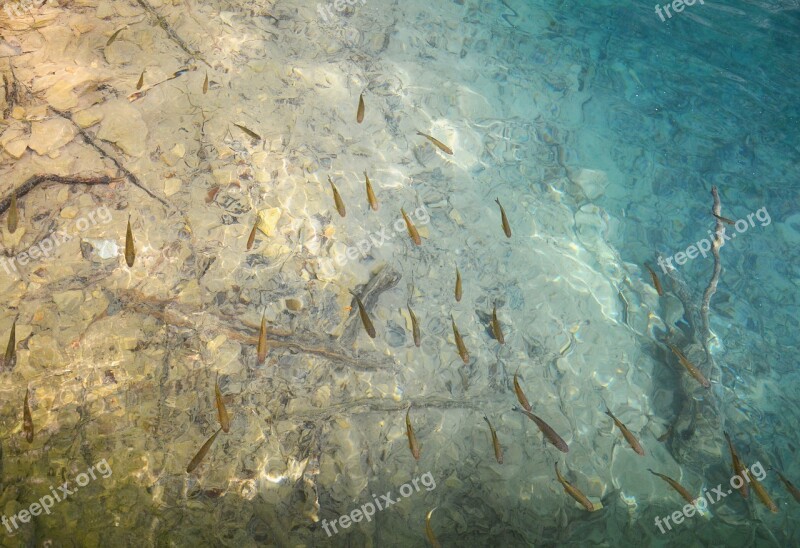 Fish Lake Water Fish Swarm Plitzvitzer Lakes