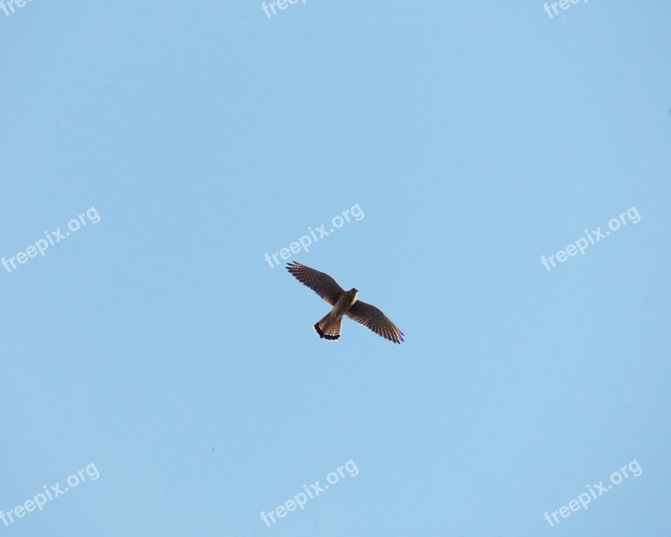 Falcon Sky Birds Free Photos