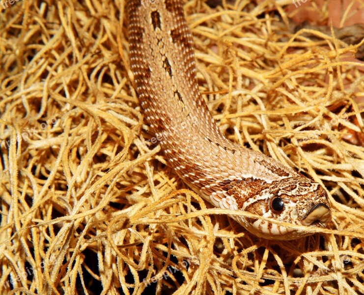 Snake Terrarium Heterodon Nasicus Reptile Animal