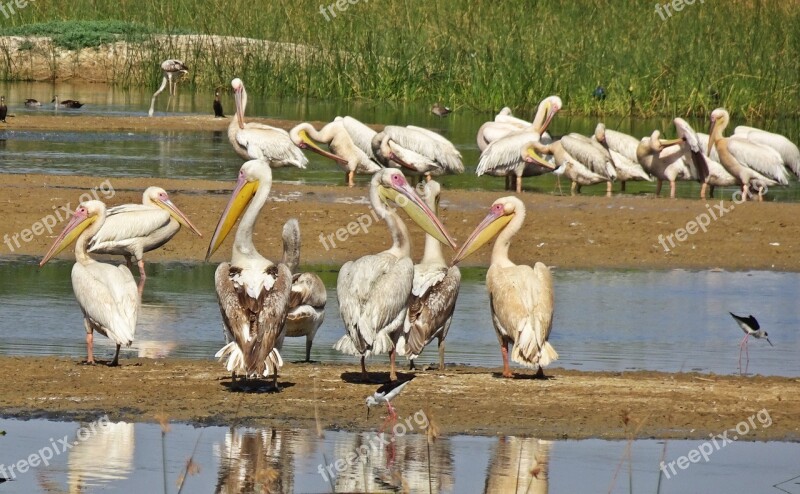 Bird Pelican Great White Pelican Pelecanus Onocrotalus Eastern White Pelican