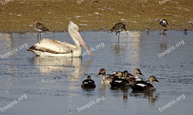 Pelican Bird Duck Spot-billed Ornithology