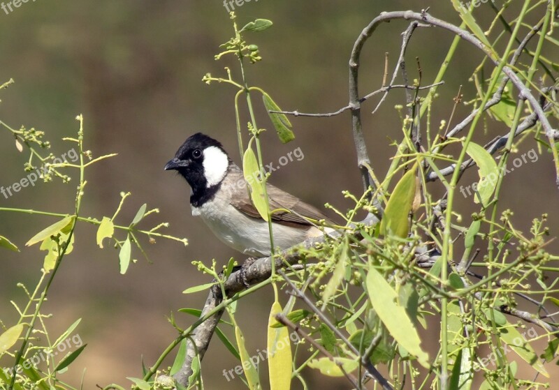 Bird Bulbul White-eared Bulbul Pycnonotus Leucotis White-cheeked Bulbul