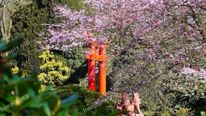 Japanese Garden Spring Cherry Blossom Park Blossom