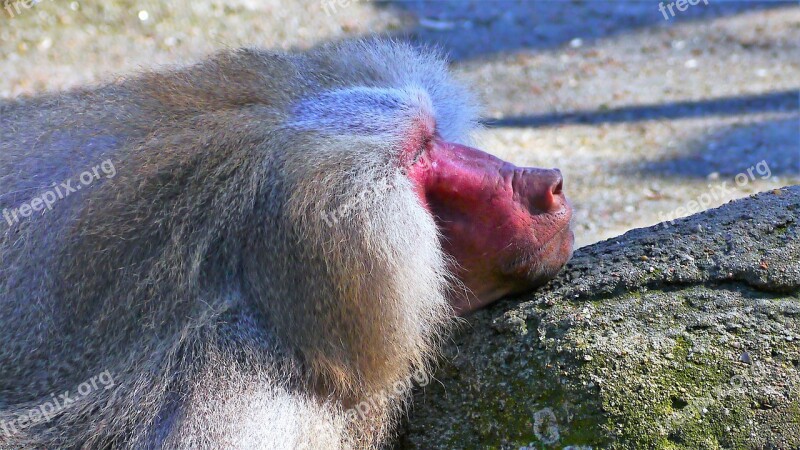 Monkey Primate Baboon Mammal Face