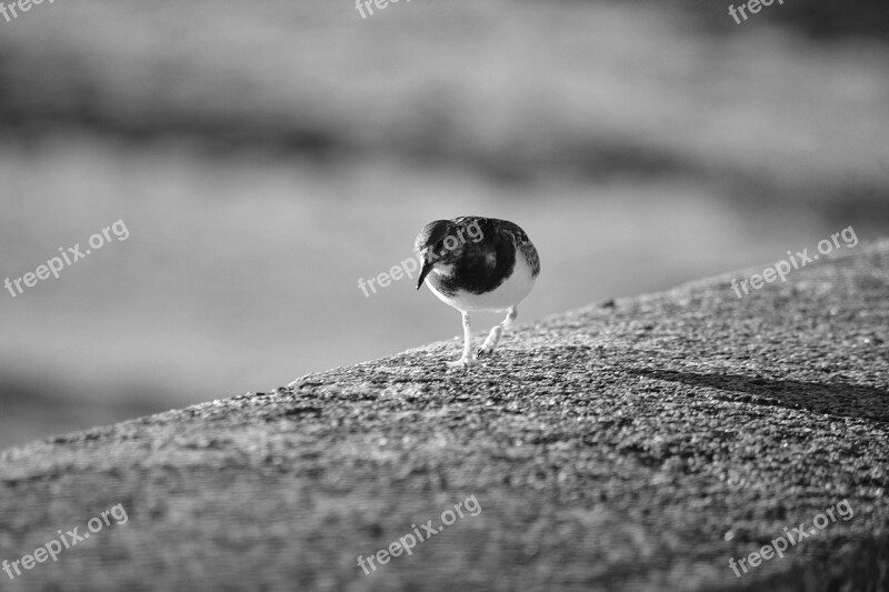 Bird Plover Fauna Sea Bird Seabird