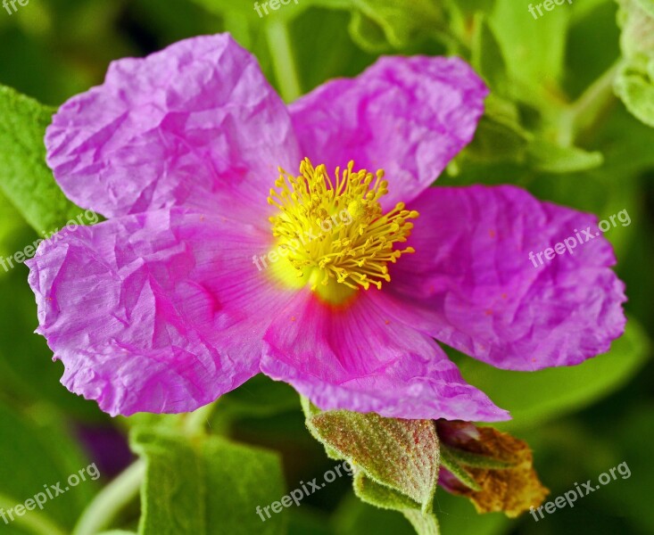 Rockrose Cistus Albidus Botanical Garden Münster Westfälische-wilhelms-university Of