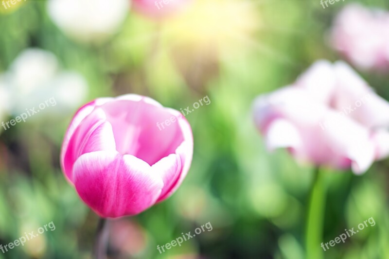 Tulips Pink Garden Spring Flowers