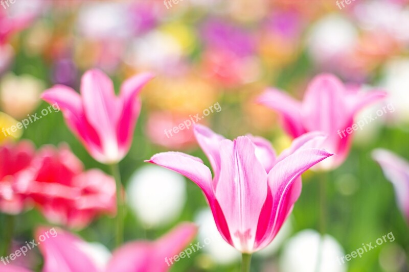 Tulips Pink Garden Spring Flowers