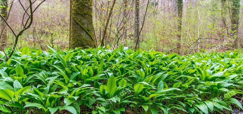 Bear's Garlic Forest Nature Landscape Vegetable Plant