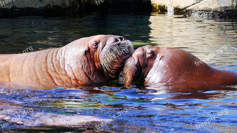 Walrus Animal Marine Life Mammal Snout