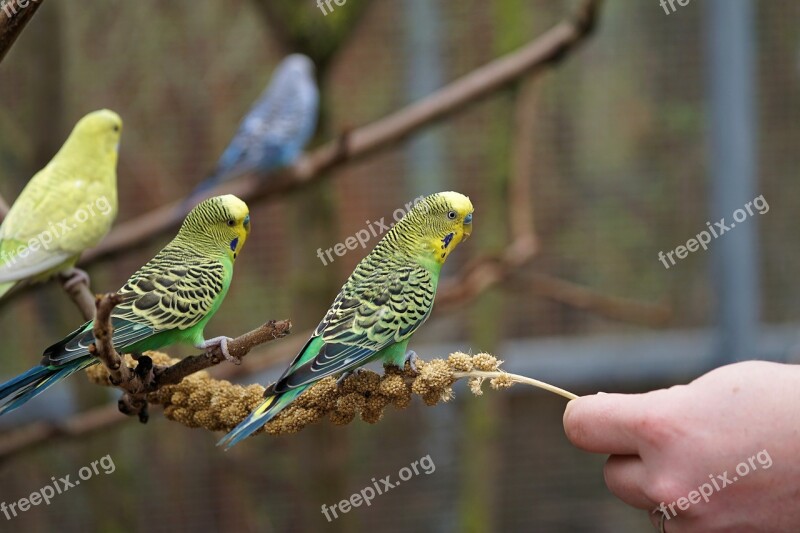 Budgie Bird Parakeet Animals Ziervogel