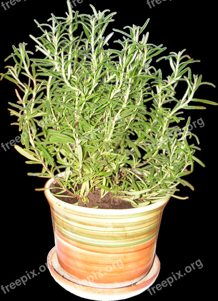 Rosemary Plant Fresh Spice Flower Pot