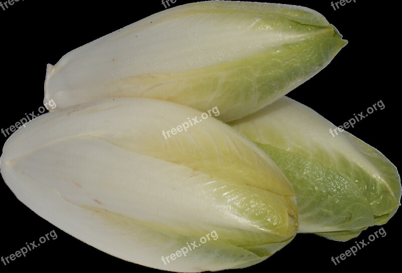 Chicory A Vegetable Foliage Vegetables Cabbage