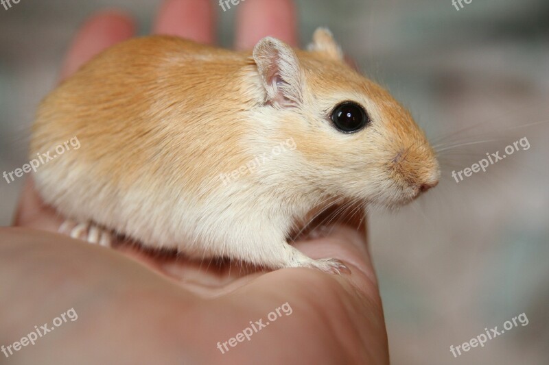 Racing Mouse Renner Gerbil Rodent Mongolian