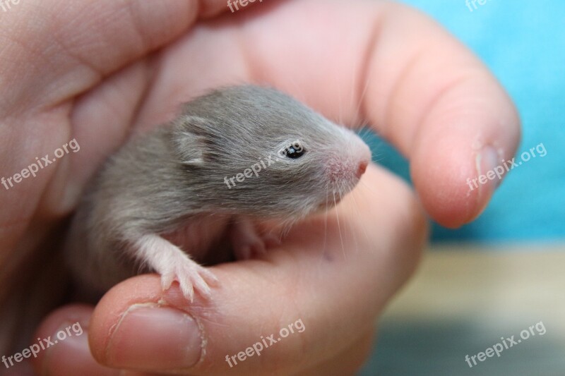 Hamster Goldhamster Hamster Baby Nager Rodent