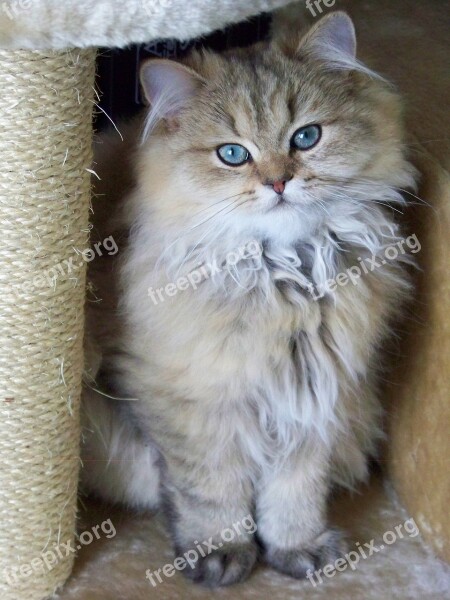 Cat Persian Persian Golden Animal Kitten