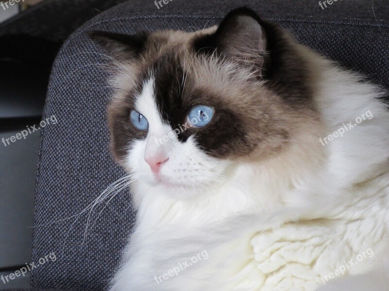 Cat Ragdoll Blue Look Lying