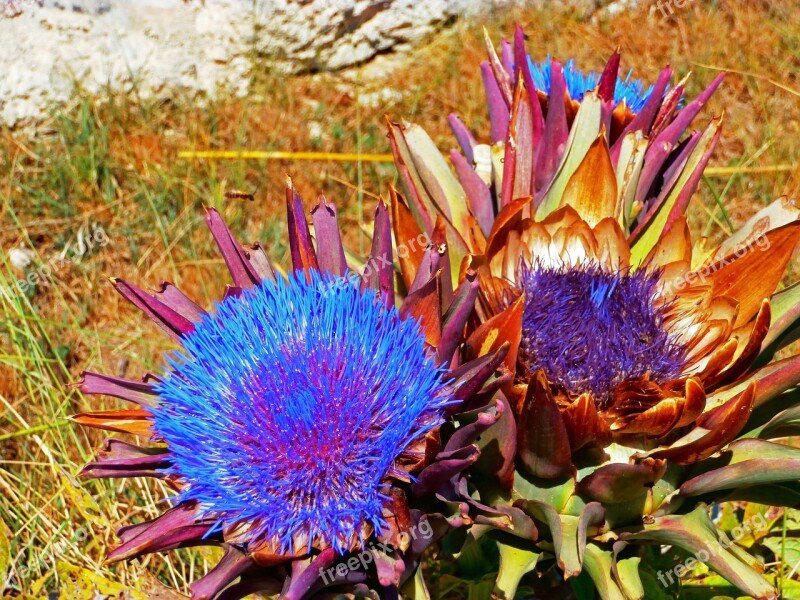 Flower Artichoke Beauty Flowers Nature