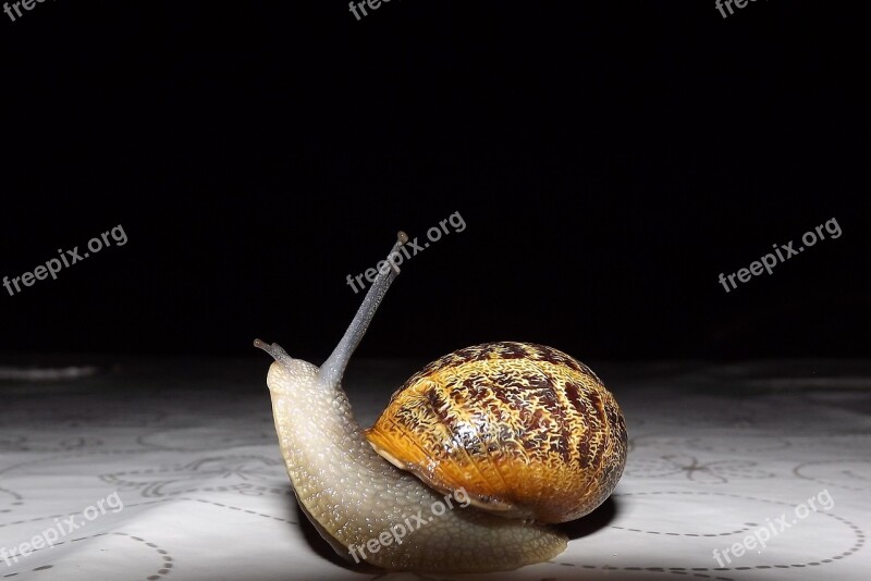 Snail Nature Molluscum Shells Shell