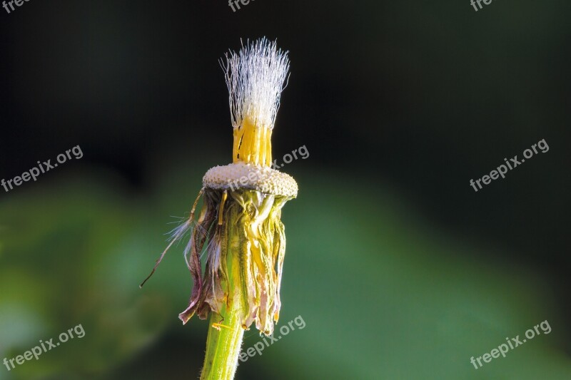 Tussilago Farfara Faded Seeds Was Nature Medicinal Plant