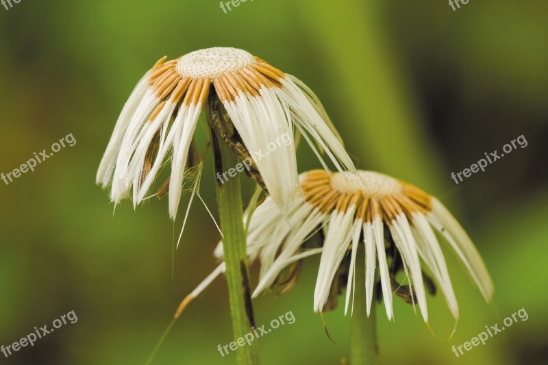 Tussilago Farfara Faded Nature Seeds Was Medicinal Plant