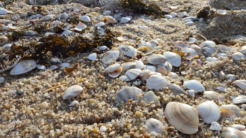 Clam Sea Sand Beach Sandy