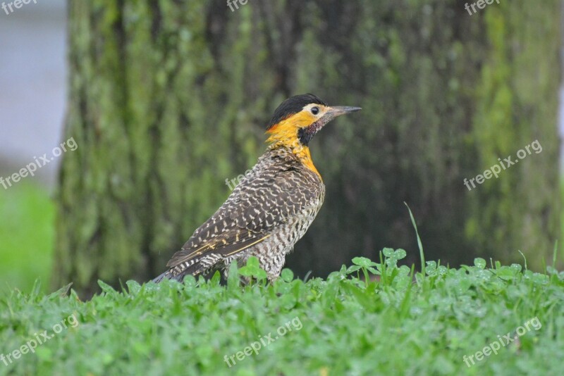 Pica-pau-do-campo Bird Woodpecker Free Photos