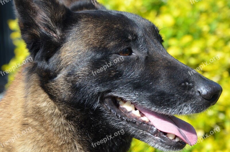 Dog Belgian Malinois Animal Free Photos