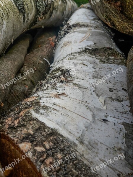 Birch Wood Birch Bark Bark Tree Bark