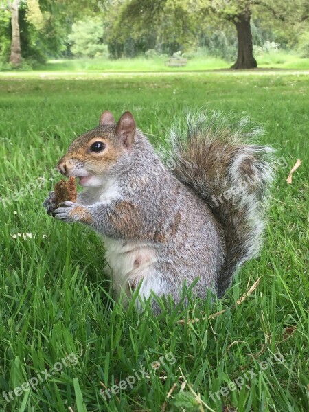 Squirrel Obesity Eating Food Nature