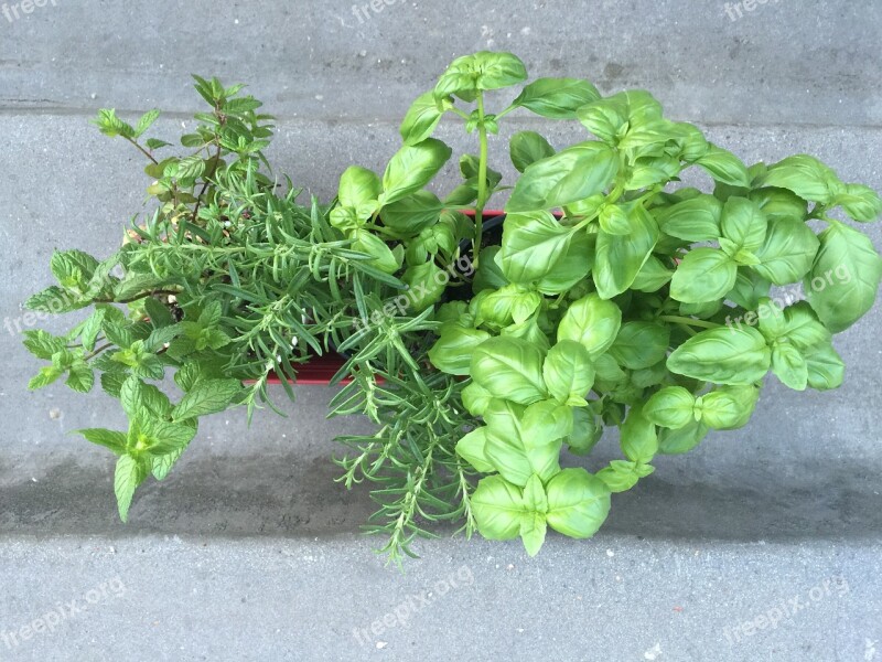 Basil Mint Rosemary Leaf Ingredient