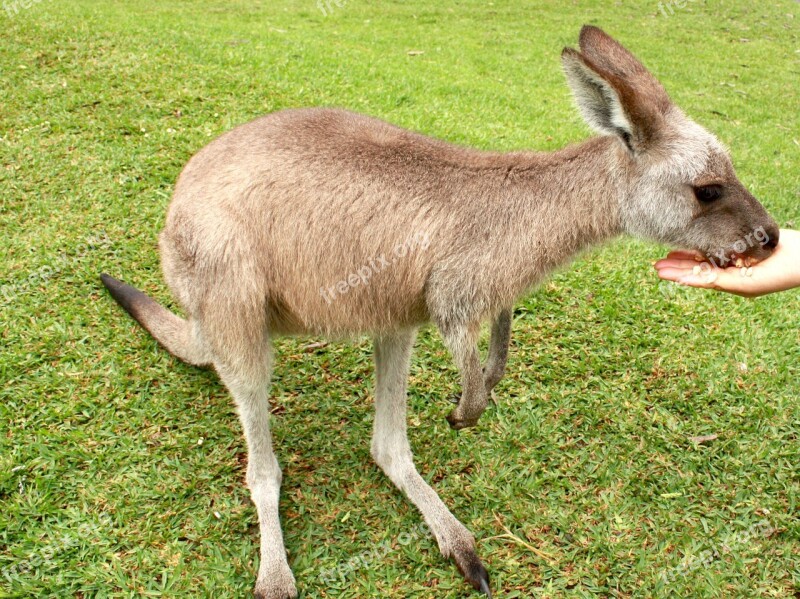 Kangaroo Grass Animal Feeding Free Photos