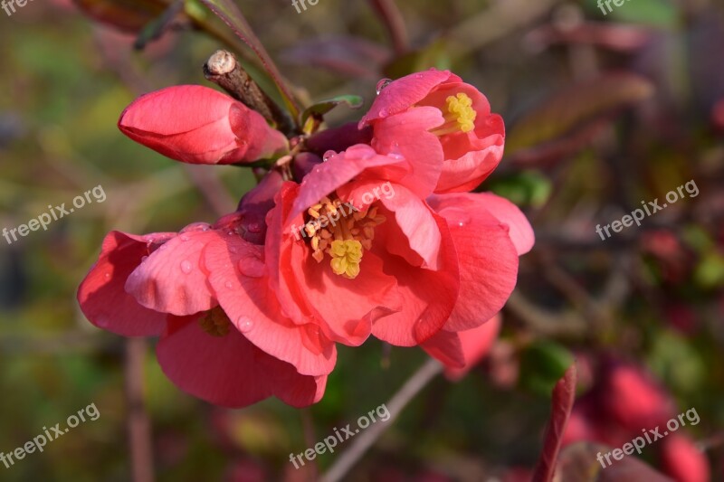 Spring Bush Ornamental Quince Red Flowers Close Up