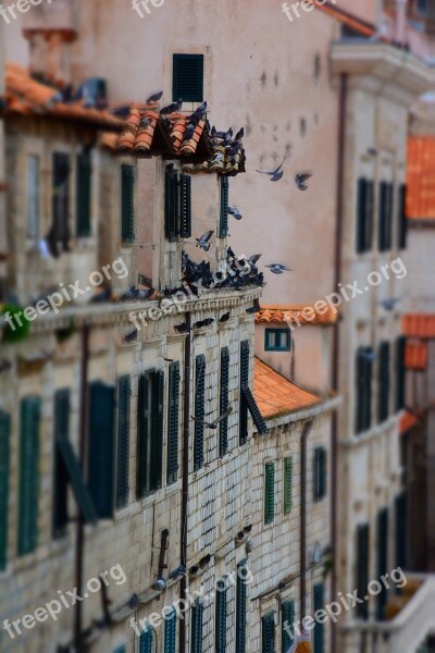 Pigeons Dubrovnik Old Town Travel Tourism