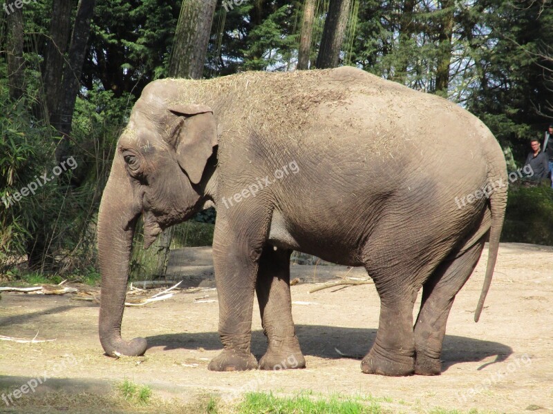 Elephant Zoo Animal Pachyderm Proboscis