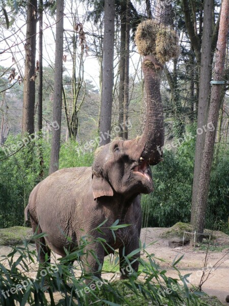 Elephant Eats Zoo Dumbo Animal World