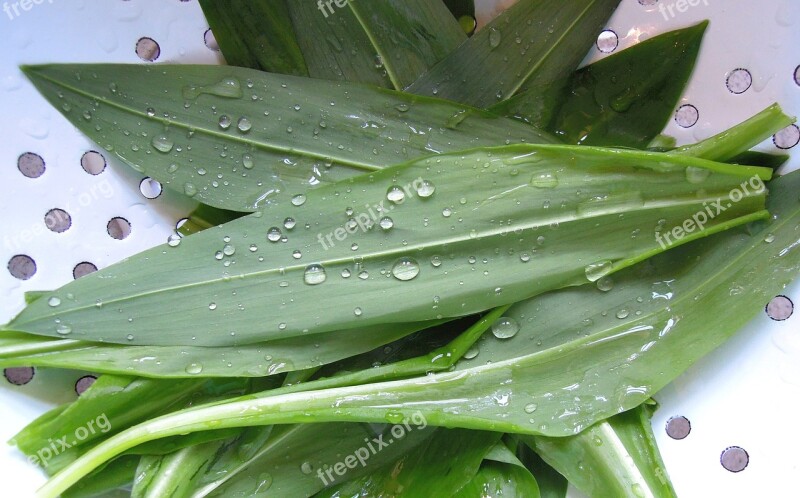 Wild Garlic Plant Green Leaves Foliage