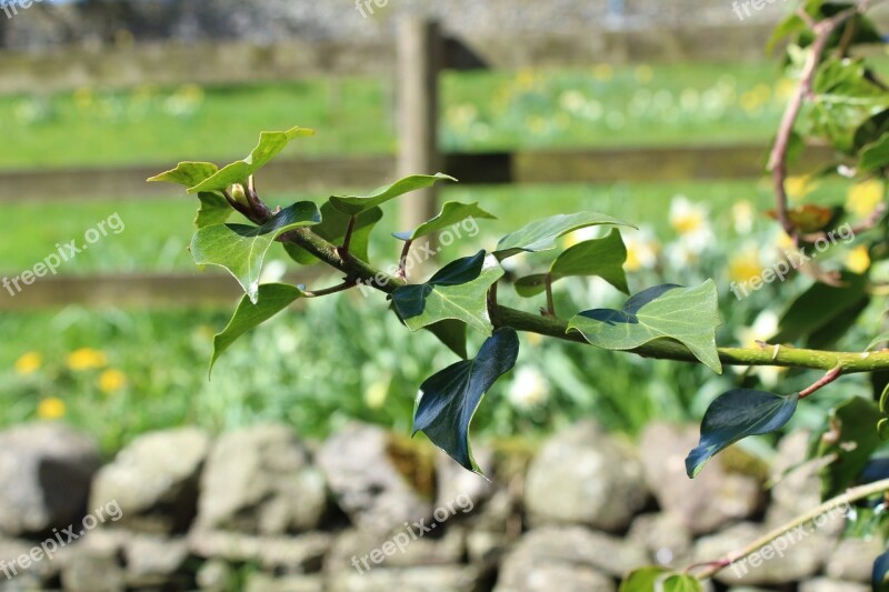 Ivy Tree Ivy Foliage Green Leaves