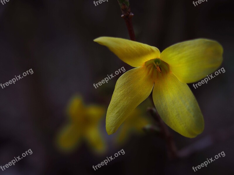 Spring Garden Flowers Nature Forsythia