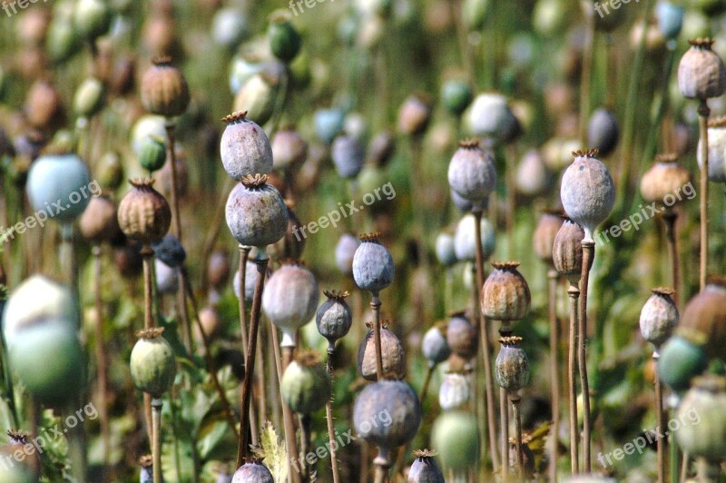 White Poppy Field Ovary Crowns Free Photos