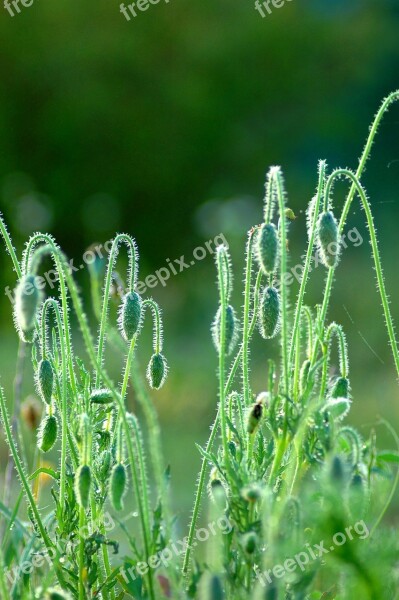 Red Weed Green Field Bud Plant