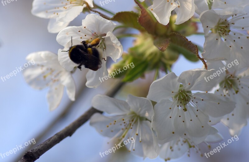 Bourdon Cherry Spring Foraging Flower