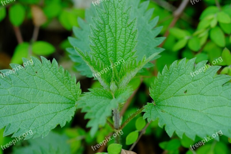 Brennessel Nettle Medicinal Herb Herbs Wild Herb