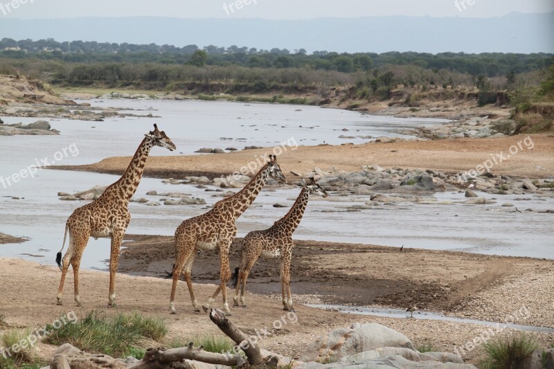 Safari Wildlife Animal Nature Kenya