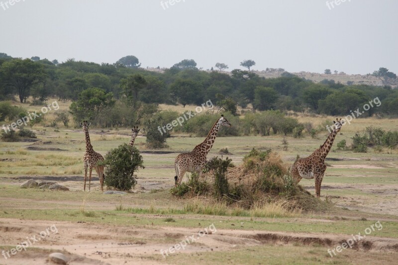 Safari Wildlife Animal Nature Kenya