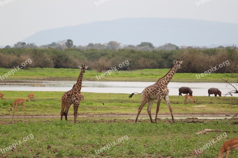 Giraffe Africa Safari Wildlife Animal