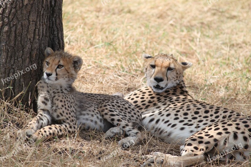 Cheetah Africa Safari Wildlife Animal