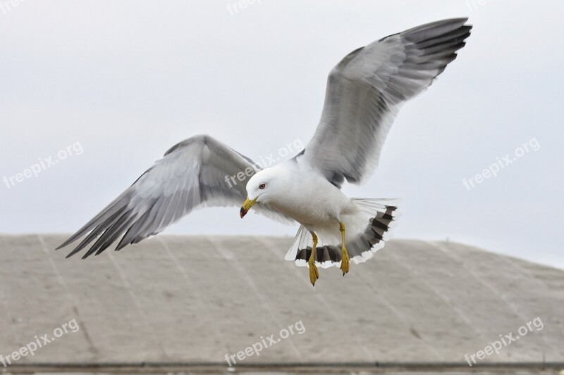 Animal Beach Sea Gull Seagull Seabird