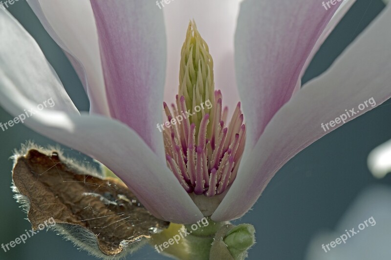 Magnolia Blossom Bloom Insight Free Photos