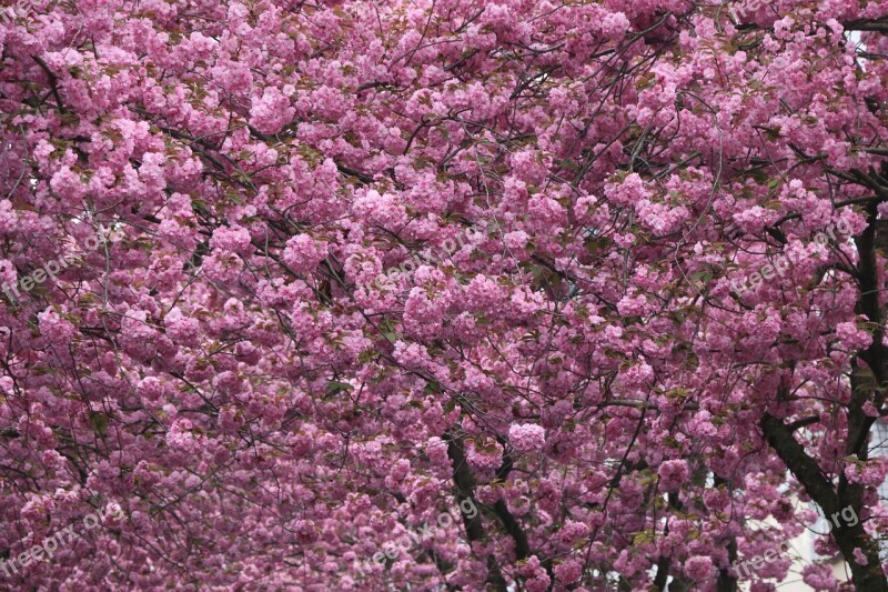 Cherry Blossom Bonn Pink Spring Blossom